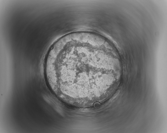 X0000100931463200807221127