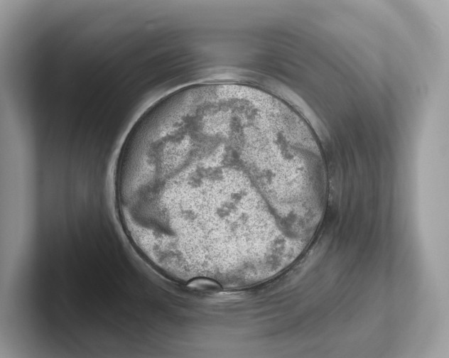 X0000100931483200807221126