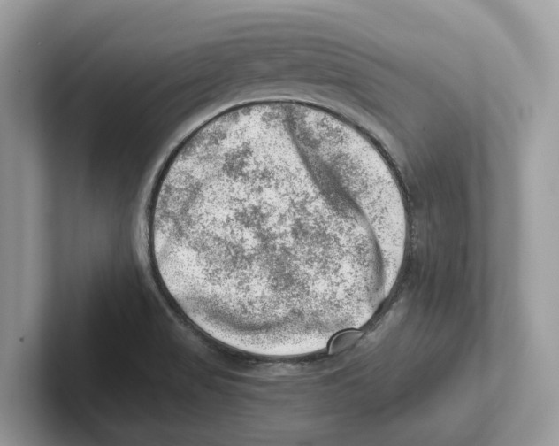 X0000100931517200807221126