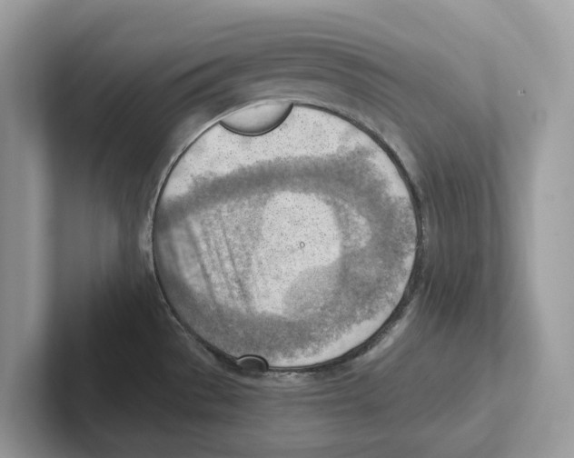 X0000100931529200807221126