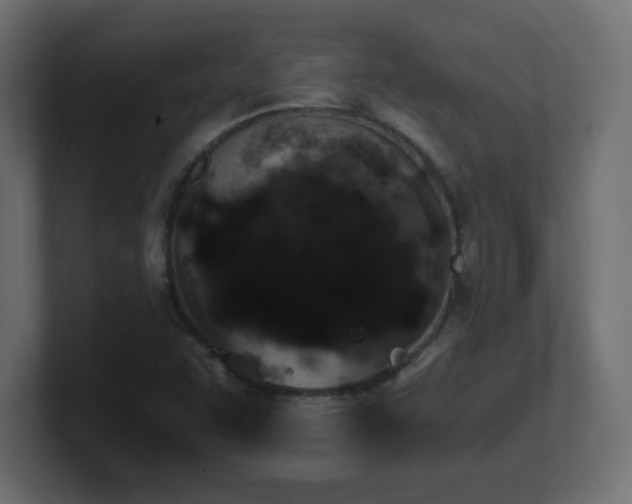 X0000100941455200806241417