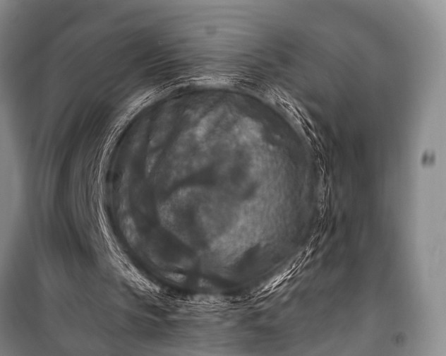 X0000100940145200807011253