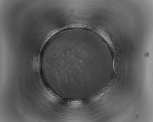 X0000100940156200807011253