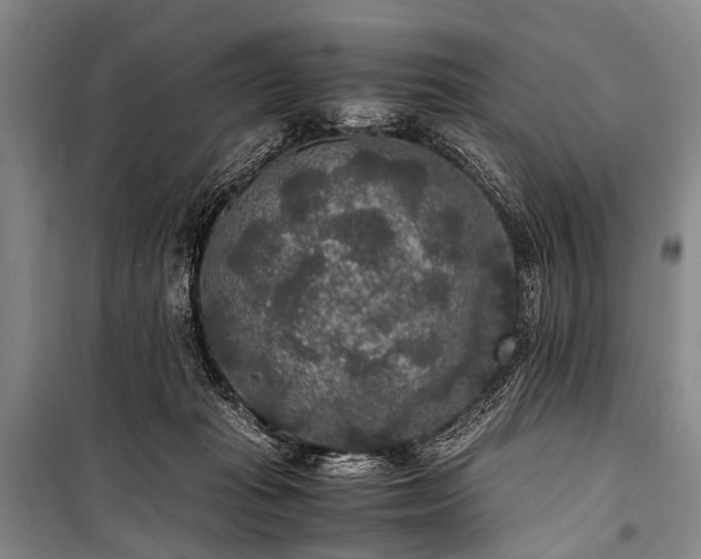 X0000100940269200807011252