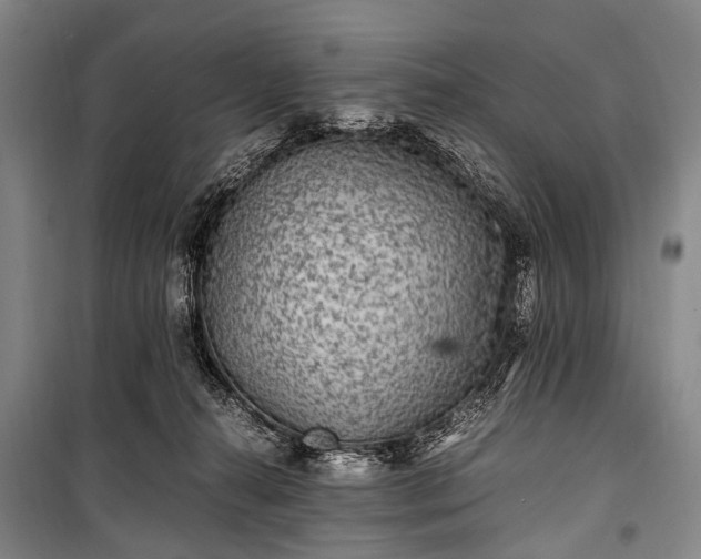 X0000100940272200807011252