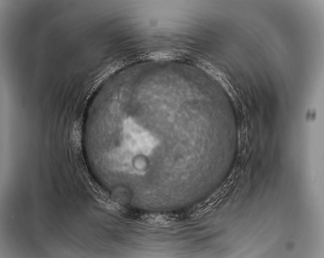 X0000100940297200807011251