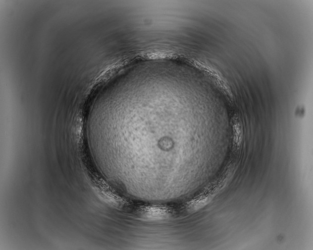 X0000100940308200807011251