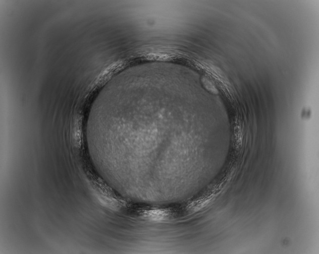 X0000100940312200807011251