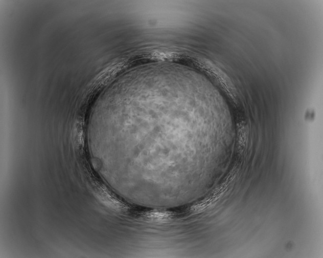 X0000100940313200807011251