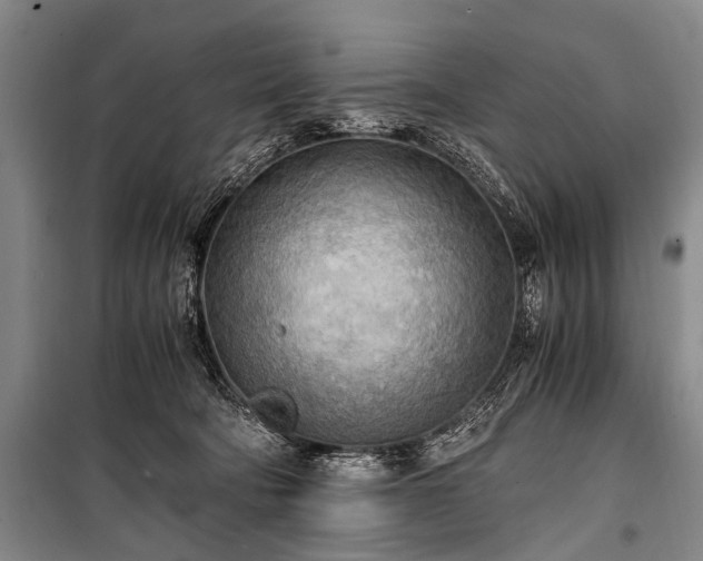 X0000100940322200807011251