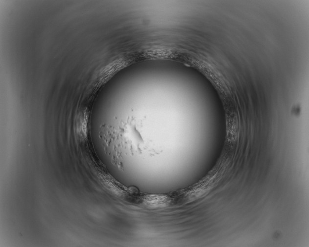 X0000100940334200807011251