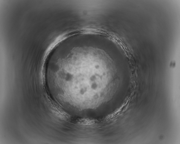 X0000100940343200807011250