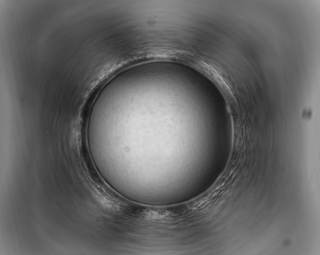 X0000100940346200807011250