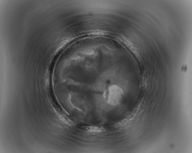 X0000100940347200807011250