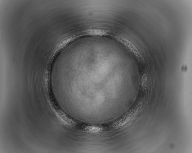 X0000100940352200807011250