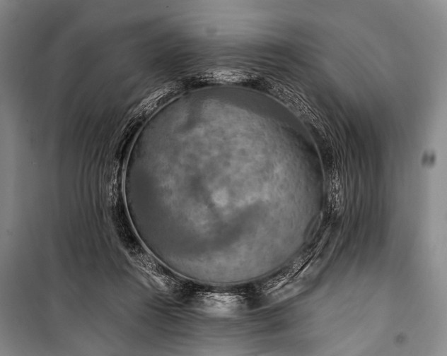 X0000100940360200807011250