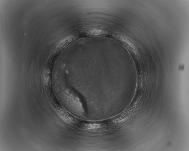 X0000100940361200807011250