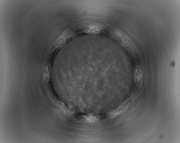 X0000100940370200807011250