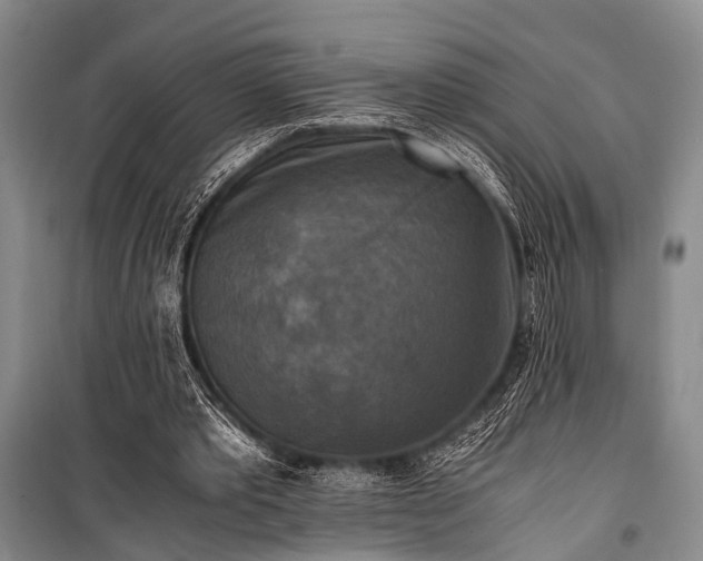 X0000100940389200807011250