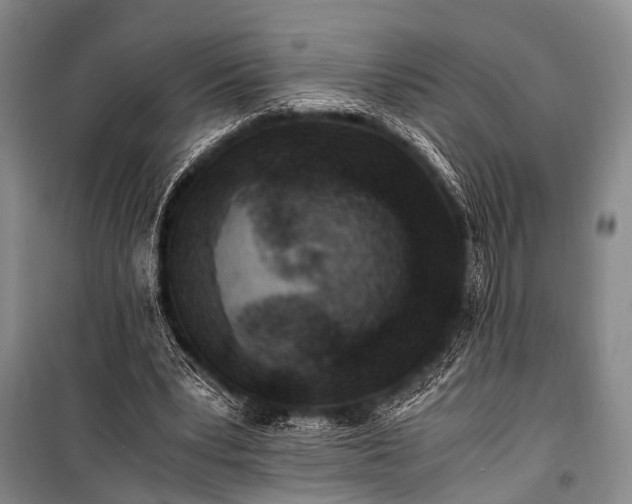 X0000100940391200807011250