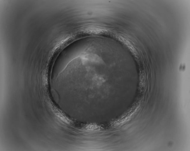 X0000100940399200807011250