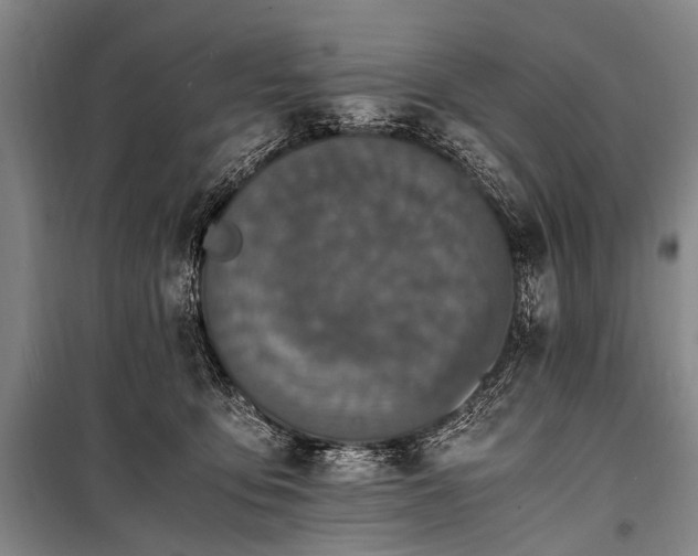 X0000100940419200807011249