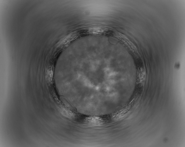 X0000100940427200807011249