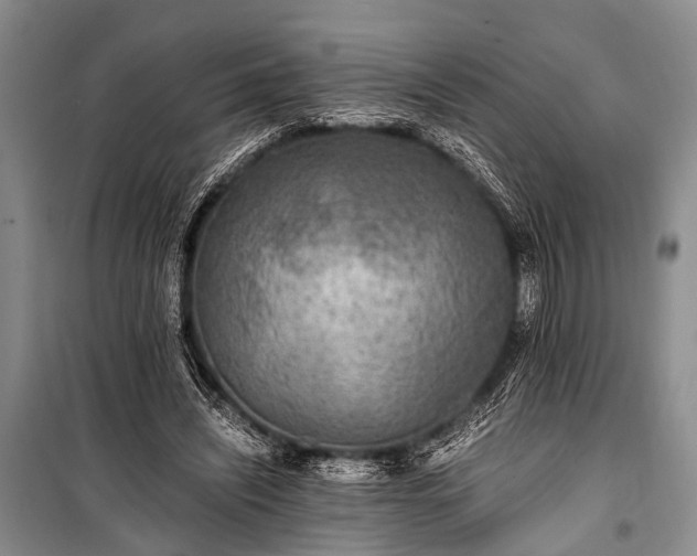 X0000100940444200807011249