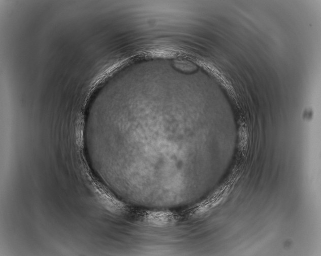 X0000100940446200807011249