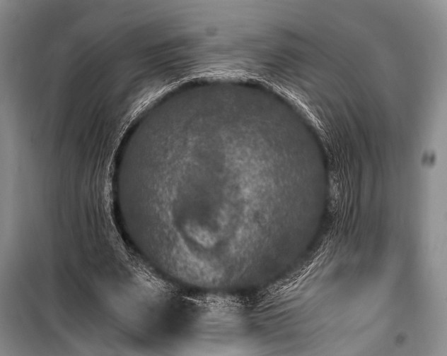 X0000100940487200807011248