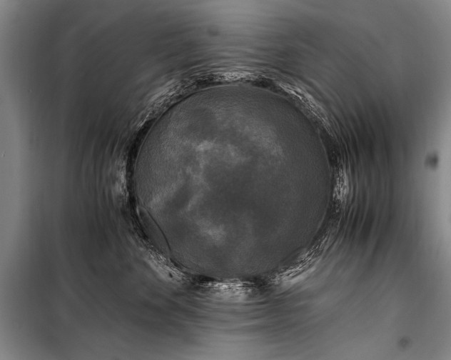 X0000100940524200807011248