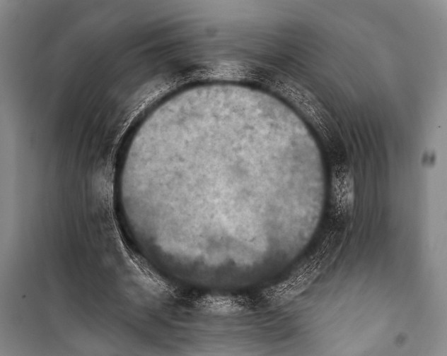 X0000100940534200807011247