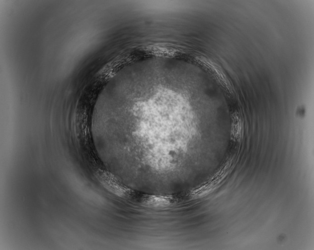 X0000100940573200807011248