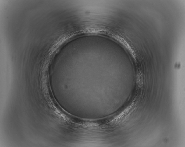 X0000100940577200807011247