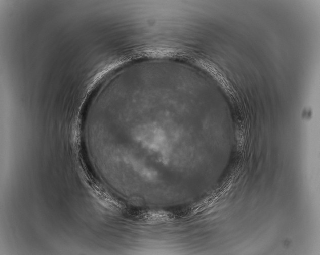 X0000100940583200807011247