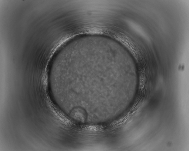 X0000100940584200807011247