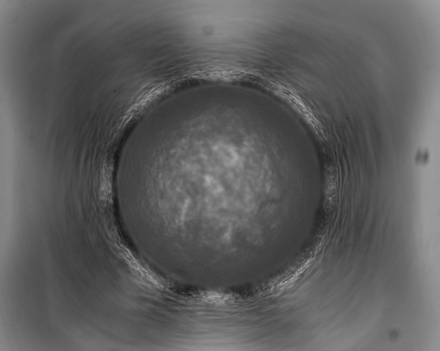 X0000100940585200807011247