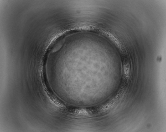 X0000100940588200807011247