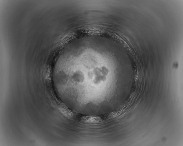 X0000100940663200807011246