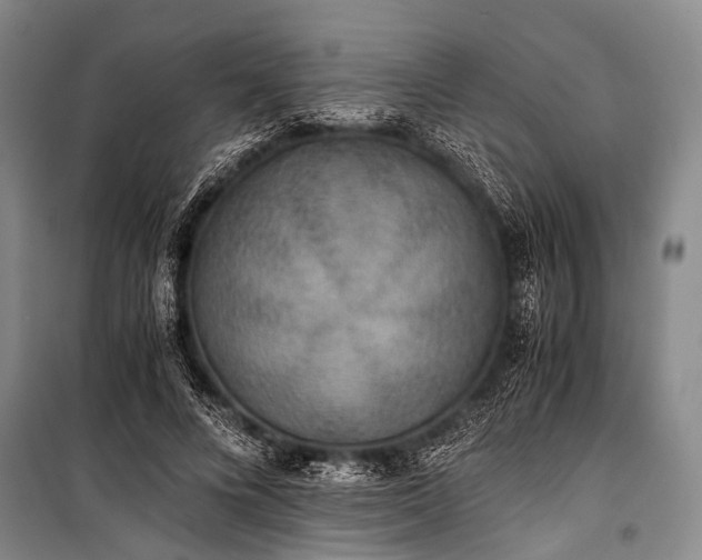 X0000100940688200807011245