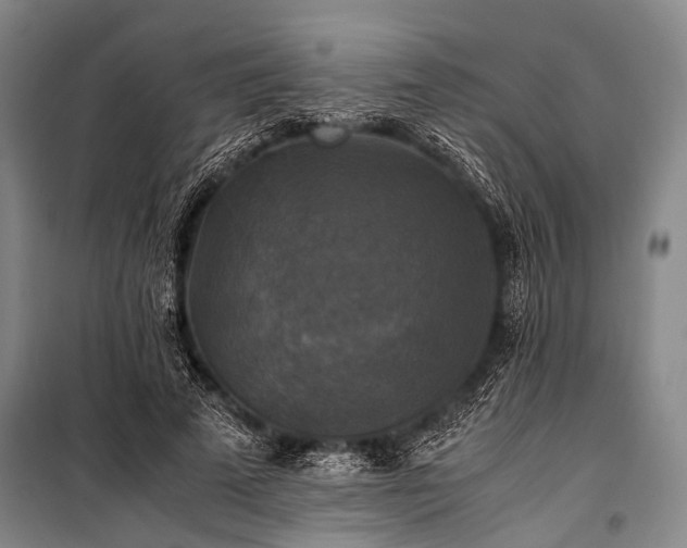 X0000100940689200807011245