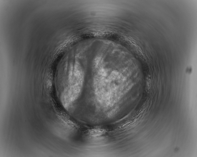 X0000100940691200807011245