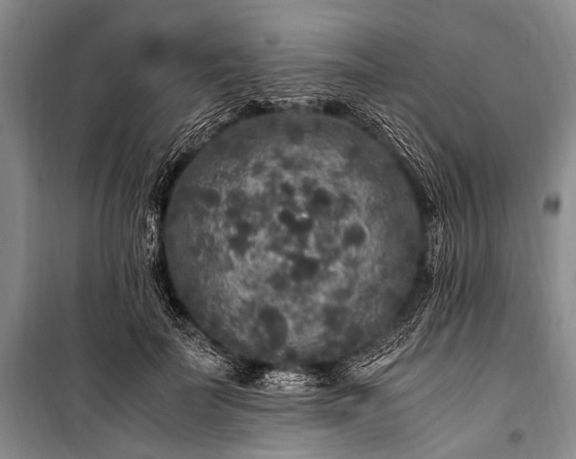 X0000100940699200807011245