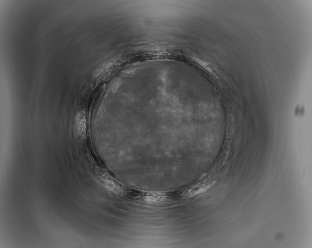 X0000100940720200807011245