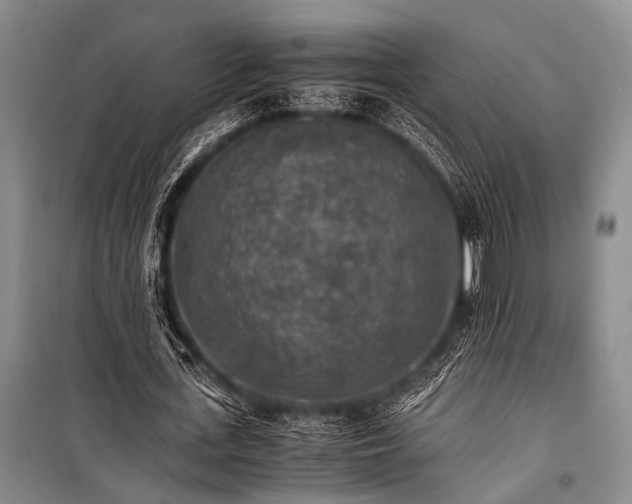 X0000100940723200807011244