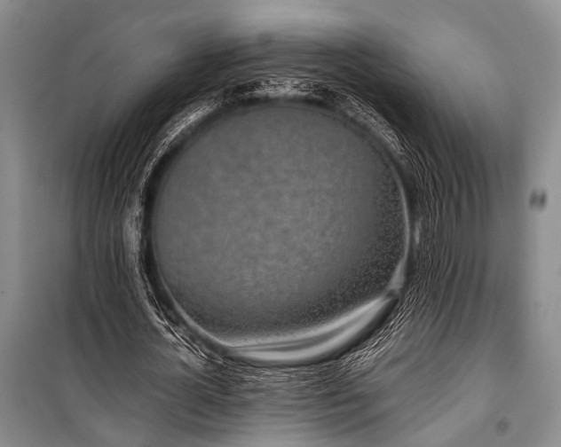 X0000100940724200807011244