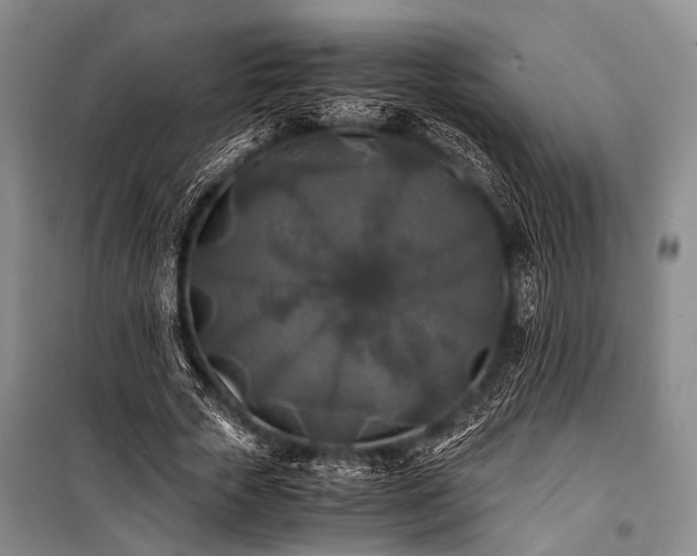 X0000100940729200807011244