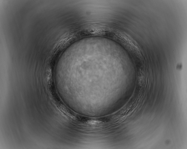 X0000100940748200807011244