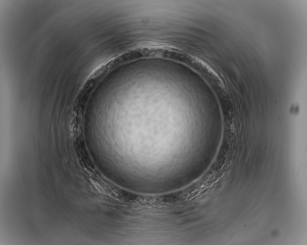 X0000100940775200807011244