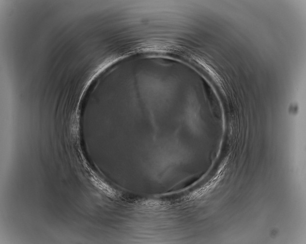 X0000100940779200807011244